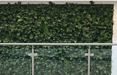 Living Wall plants