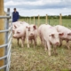The Pigs outside SPEN Farm