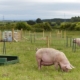 The pigs outside at SPEN Farm
