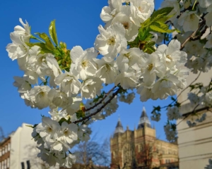 Blossoms near the Great Hall