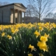 Daffodils at St George's Field