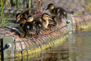 Ducklings in the Roger Stevens pond