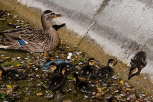Duck and ducklings in the Roger Stevens pond
