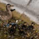Duck and ducklings in the Roger Stevens pond