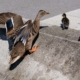 Ducks and ducklings in the Roger Stevens pond