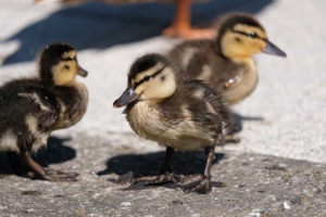 Close up of ducklings