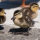 Close up of ducklings