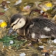 Duckling in the Roger Stevens pond