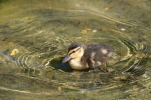 Duckling in the Roger Stevens pond