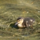 Duckling in the Roger Stevens pond