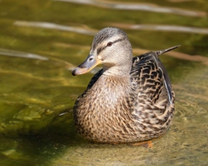 Duck in the Roger Stevens pond