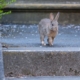 Rabbit on campus