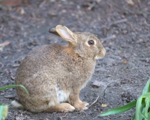 Rabbit on campus