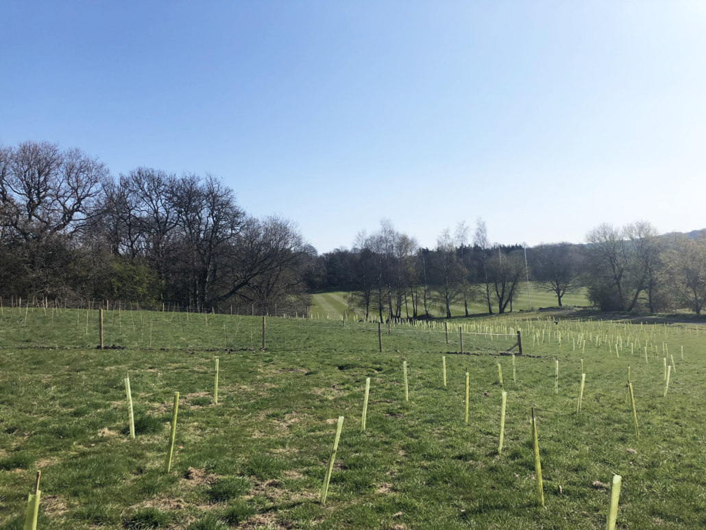 Thousands of trees planted at Leeds Brownlee Triathlon Centre