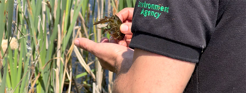 White-clawed crayfish being held by a person from the Environment Agency