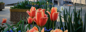 Tulips outside Roger Stevens Building