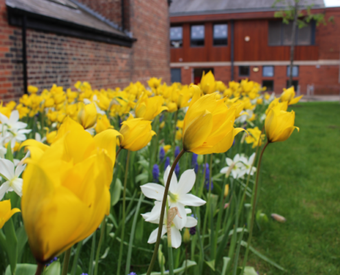 yellow flowers outside Bright Beginnings Nursery