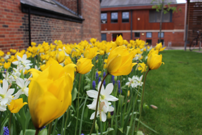 yellow flowers outside Bright Beginnings Nursery