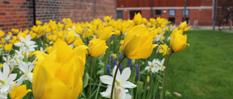 yellow flowers outside Bright Beginnings Nursery