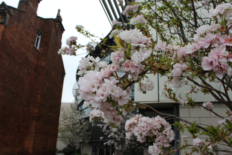cherry blossom outside ziff
