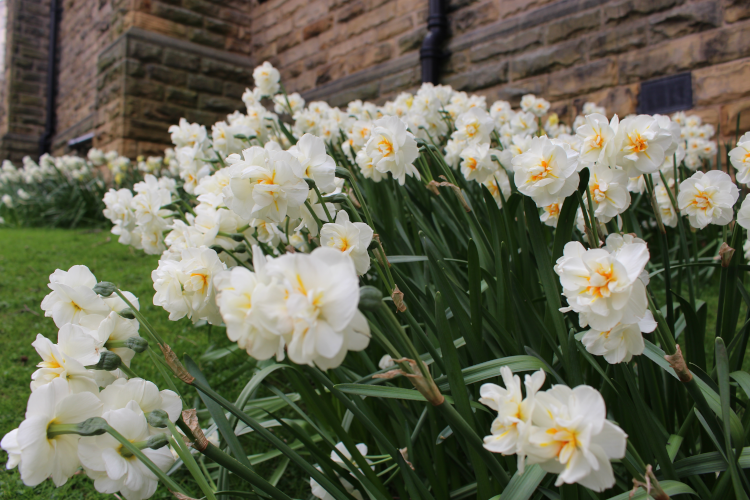 daffodils outside campus