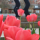 tulips in front of wavy bacon