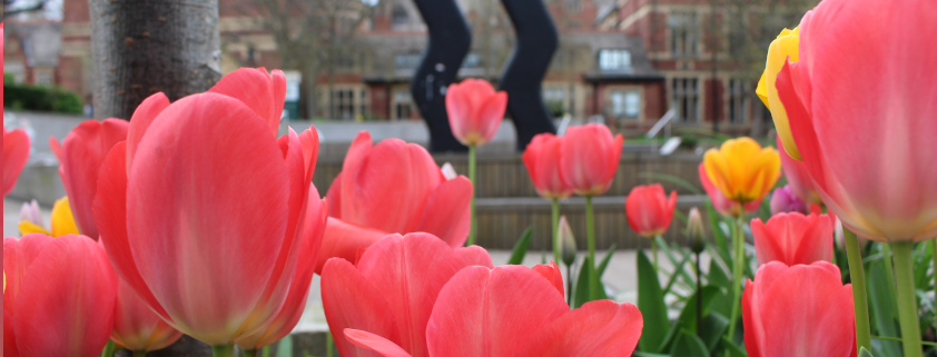tulips in front of wavy bacon