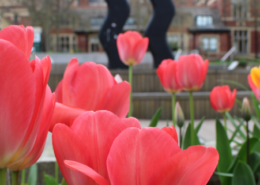 Bulbs in front of wavy bacon on campus