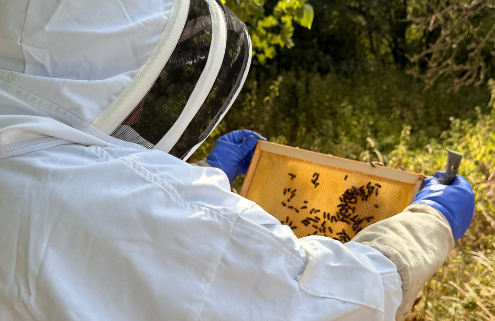 Beekeeper on University Farm