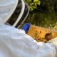 Beekeeper on University Farm