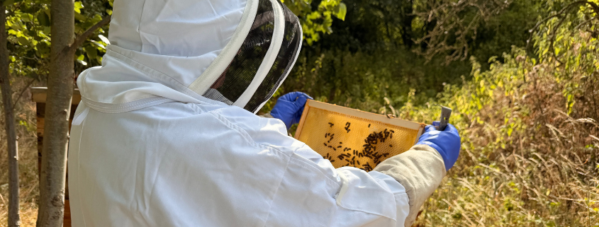 Beekeeper on University Farm